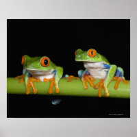 Roodbeige boomkikkers (Agalychnis callidryas)