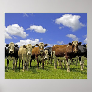 Roodbeslag en overhemd poster