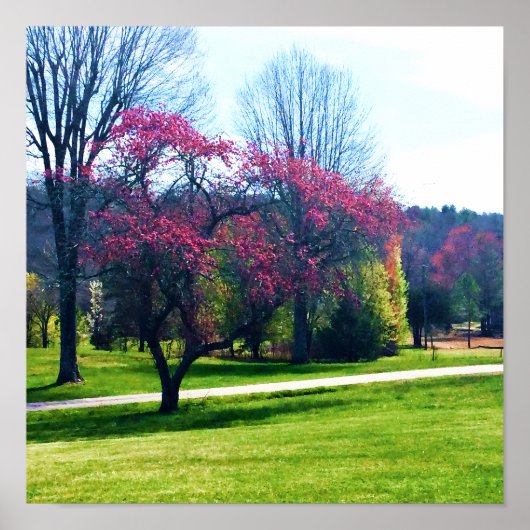 roodbloeiende krabappel Poster (Voorkant)