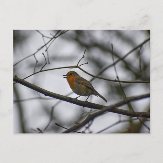 Roodborst briefkaart (Voorkant)