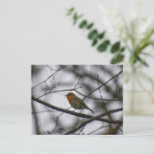 Roodborst briefkaart (Staand voorkant)