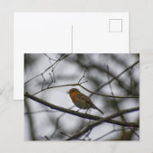 Roodborst briefkaart (Voorkant / Achterkant)
