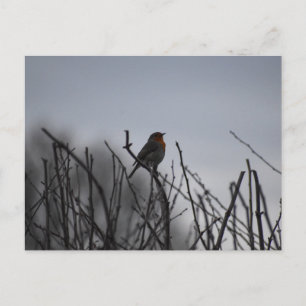 Roodborst Briefkaart
