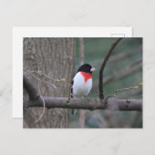 Roodborst Briefkaart (Voorkant / Achterkant)