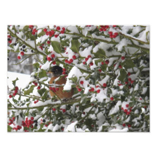 roodborst die schuilt in een hulstboom na sneeuw foto afdruk
