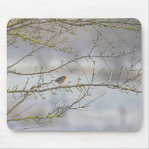 Roodborst muismat