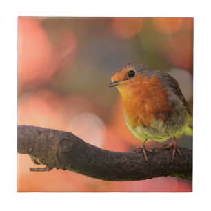 Roodborst op een tak tegeltje