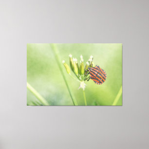 Roodbuik - nog één flesje doet geen pijn canvas afdruk