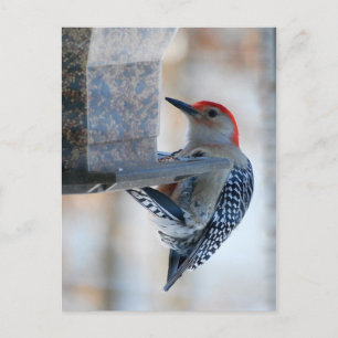 Roodbuik Woodpecker op het Briefkaart van de Vogel