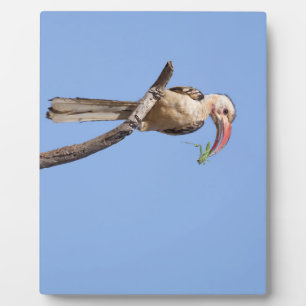 Roodbuikhoornvogel Fotoplaat