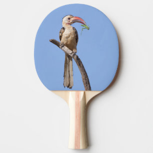 Roodbuikhoornvogel Tafeltennisbatje
