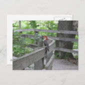 Roodbuikspecht briefkaart (Voorkant / Achterkant)