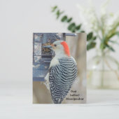 Roodbuikspecht Briefkaart (Staand voorkant)