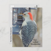 Roodbuikspecht Briefkaart (Voorkant / Achterkant)