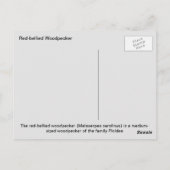 Roodbuikspecht Briefkaart (Achterkant)