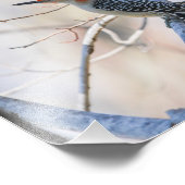 Roodbuikspecht Foto Afdruk (Hoek)