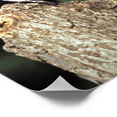 Roodbuikspecht Poster (Hoek)