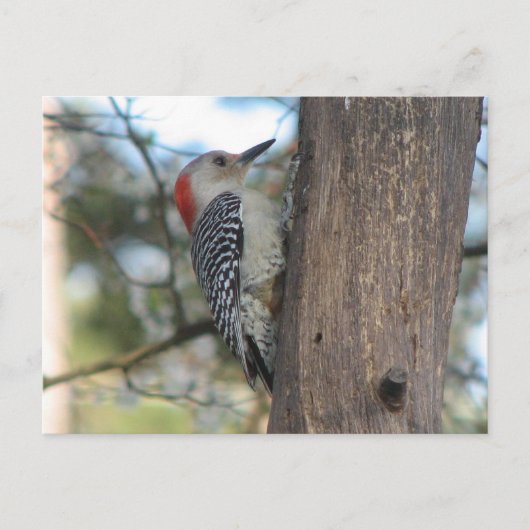 RoodbuikVrouw Briefkaart (Voorkant)