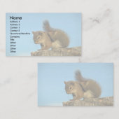 Roodeekhoorn krabt visitekaartje (Voorkant / Achterkant)