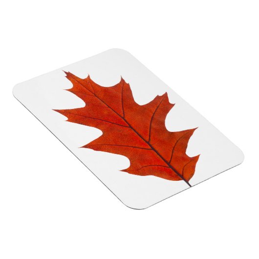 Roodeik herfstblad magneet (Rechterzijde)