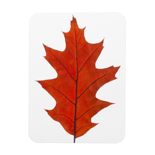 Roodeik herfstblad magneet (Verticaal)