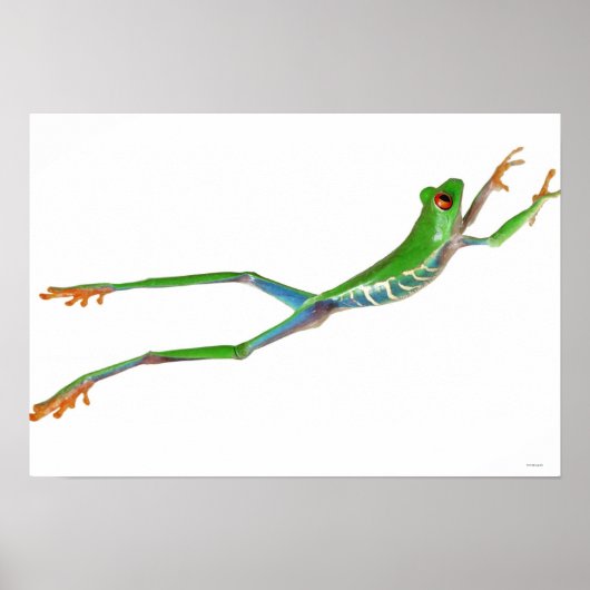 Roodeogboomkikker springt poster (Voorkant)