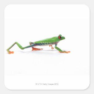 Roodeoogboomkikker lopen vierkante sticker