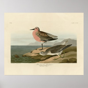 Roodgebrande Sandpiper, Amerikaanse vogels van Aud Poster