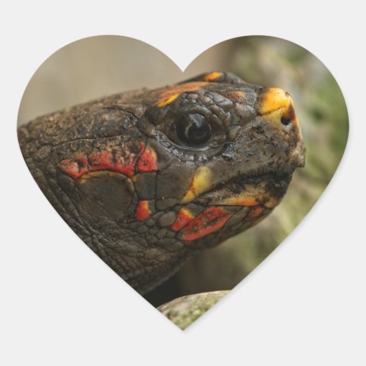 Roodgekleurde schildpad hart sticker (Voorkant)