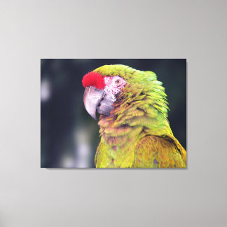 Roodgekroonde Amazonepapegaai Canvas Afdruk