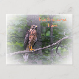 Roodgeschouderde havik briefkaart