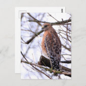 Roodgeschouderde havik briefkaart (Voorkant / Achterkant)