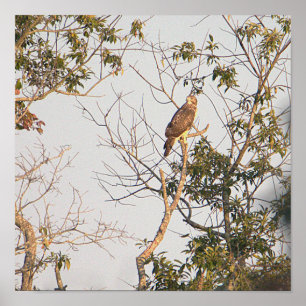 Roodgeschouderde Hawk Photo Poster