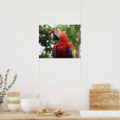 roodgroene ara copan poster (Keuken)
