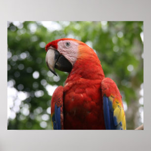 roodgroene ara copan poster
