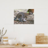 Roodhalswallaby en zijn jong op vakantie  poster (Keuken)