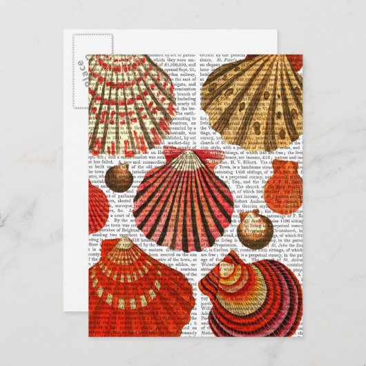 Roodkapschalen Briefkaart (Voorkant / Achterkant)