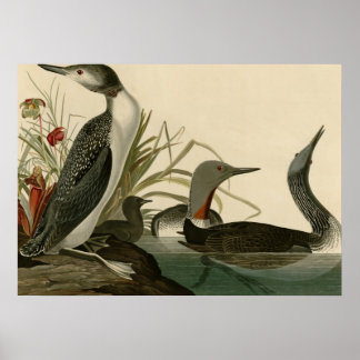 Roodkeelduiker Poster
