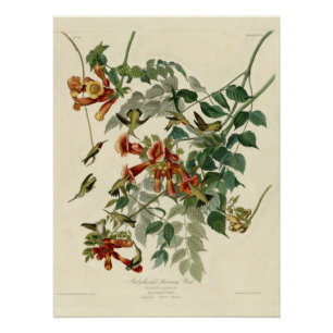 Roodkeelvogel Perfect Poster