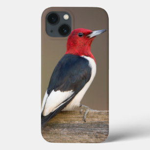 Roodkop specht op hek iPhone 13 hoesje