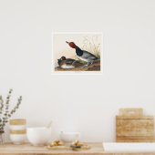 Roodkopige Duck van Audubon Poster (Keuken)