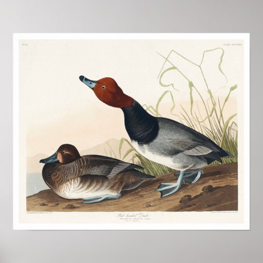 Roodkopige Duck van Audubon Poster (Voorkant)