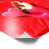 roodkopzeemeervis foto afdruk (Hoek)