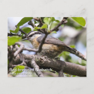 Roodkorrelig Nuthatch Briefkaart