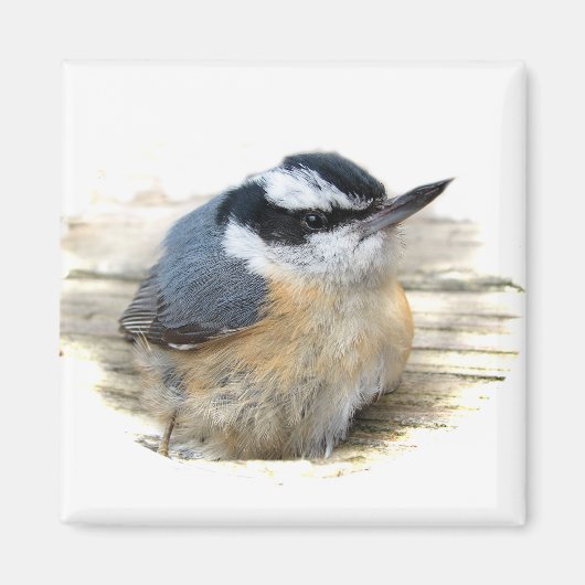 Roodkorrelig Nuthatch Magneet (Voorkant)