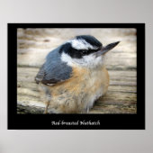 Roodkorrelig Nuthatch Poster (Voorkant)