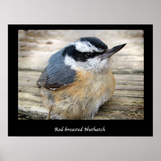 Roodkorrelig Nuthatch Poster (Voorkant)