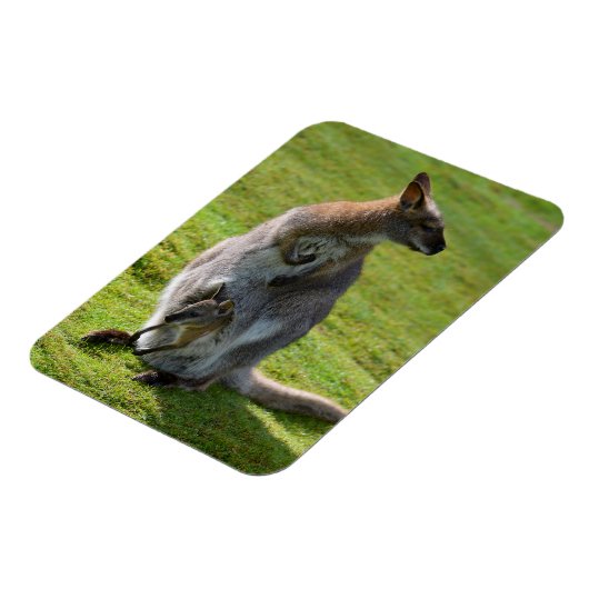 Roodnekkige behang en haar joey magneet (Linkerzijde)