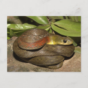 Roodnekkige keelback briefkaart