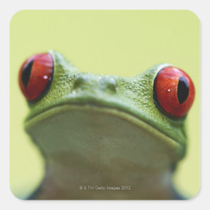 Roodogen boomkikker (Agalychnis callidryas) 2 Vierkante Sticker